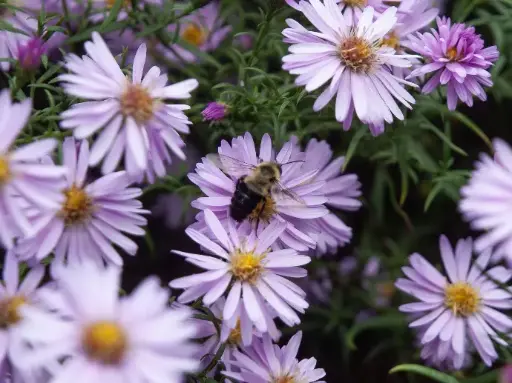Bushy Aster and Bee