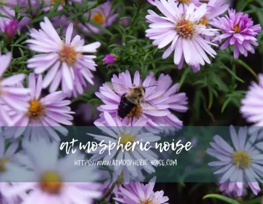 Bushy Aster and Bee