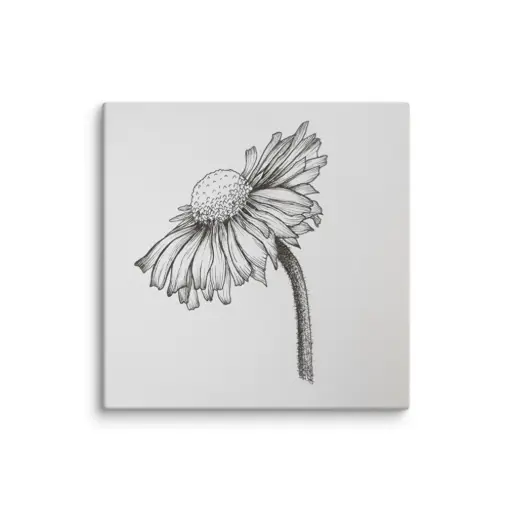 Echinacea Drawing Reproduction Print