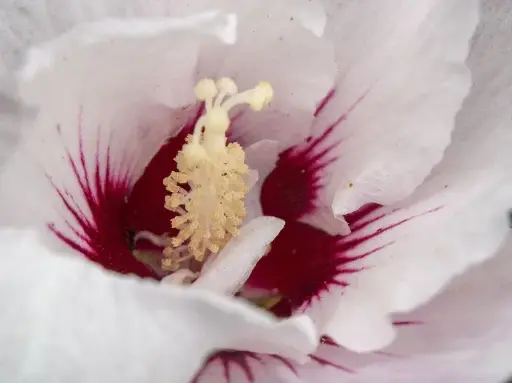 Hibiscus