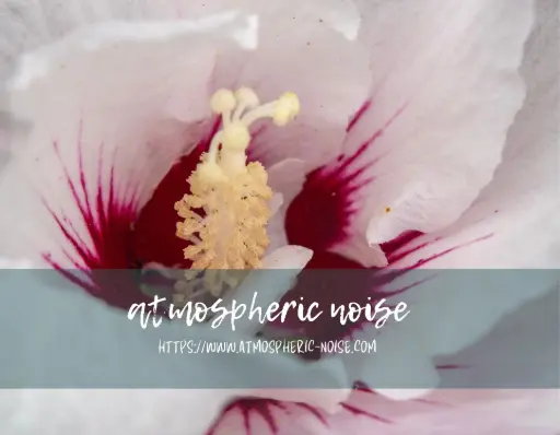 Hibiscus