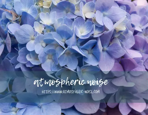 Blue Hydrangea