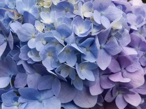 Blue Hydrangea