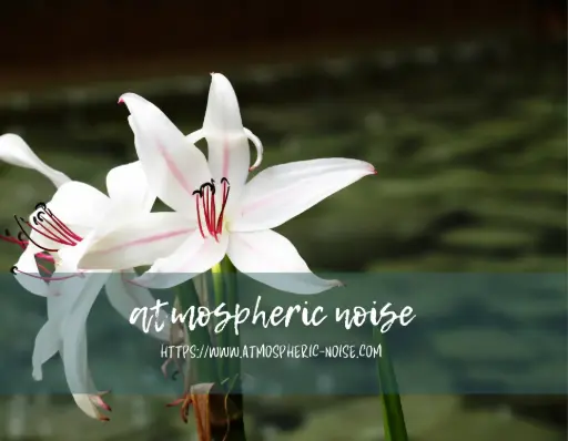 Crinium Lily