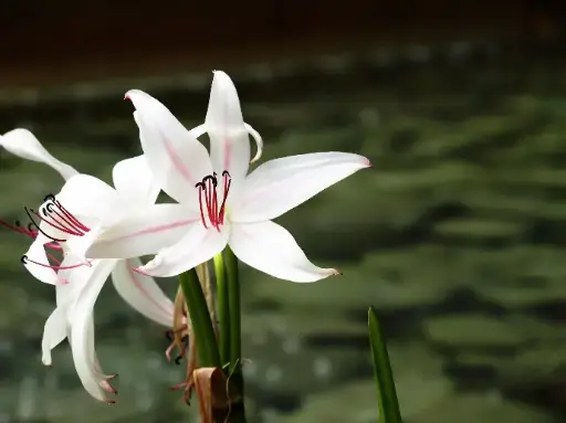 Crinium Lily