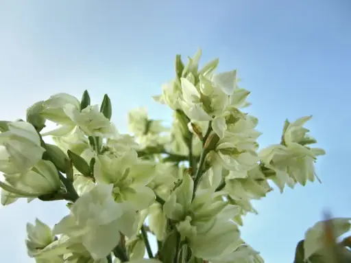 Gladiola