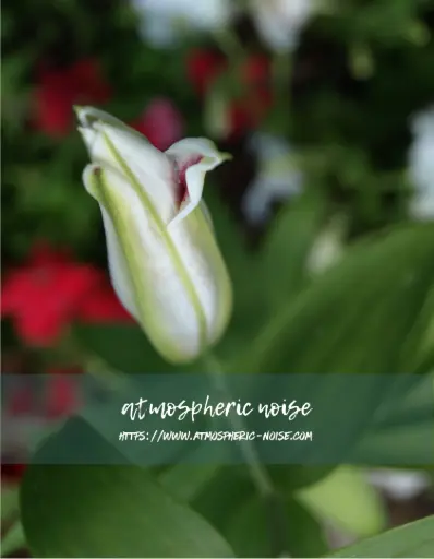 Lily Bud