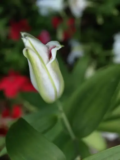 Lily Bud