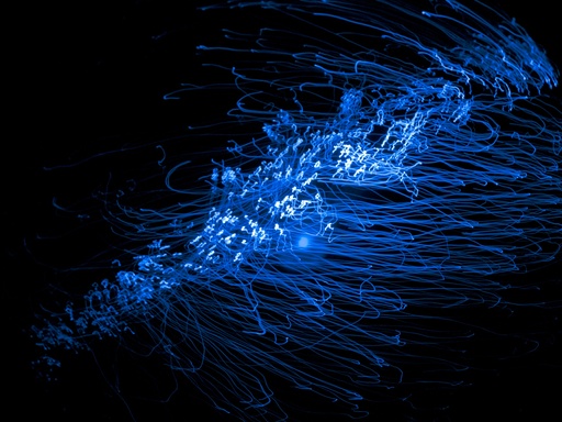 Study In Blue #5