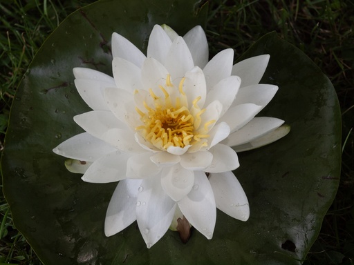 water lily