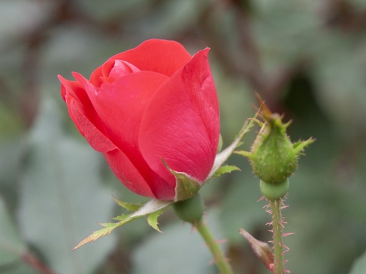 Red Rose