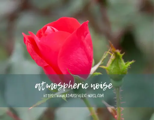 Red Rose