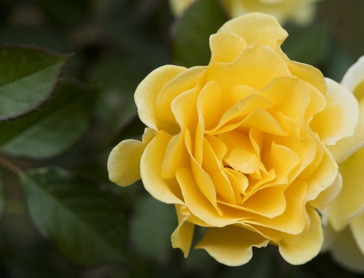 Yellow Rose