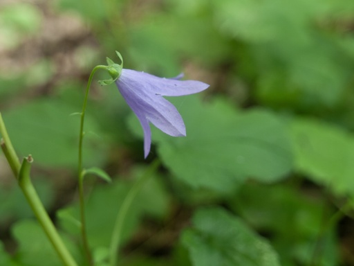 bellflower