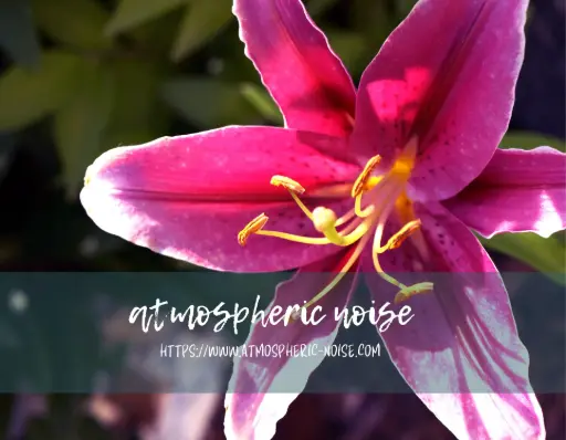 Pink Lily