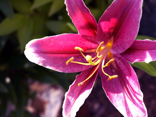 Pink Lily