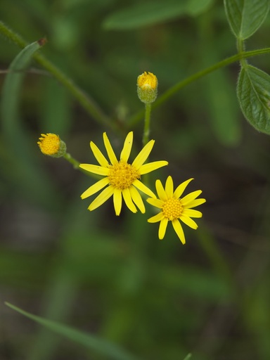 ragwort