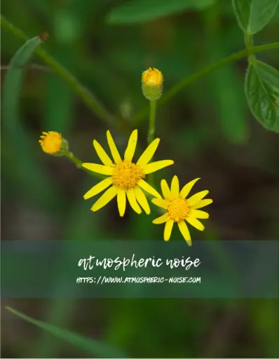 ragwort