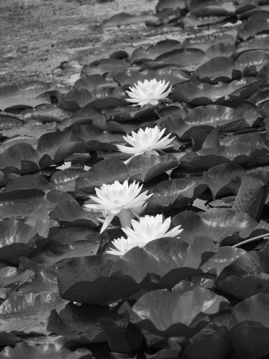 waterlilies
