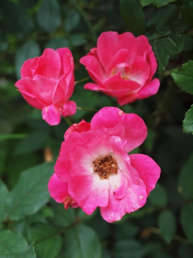 pink roses