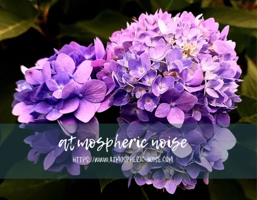 Hydrangea