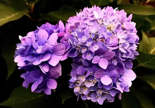 Hydrangea